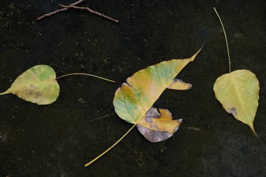 Yeşil parkta yeşil yaprak