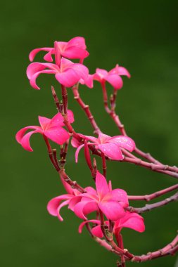 Yeşil parkta kırmızı çiçek