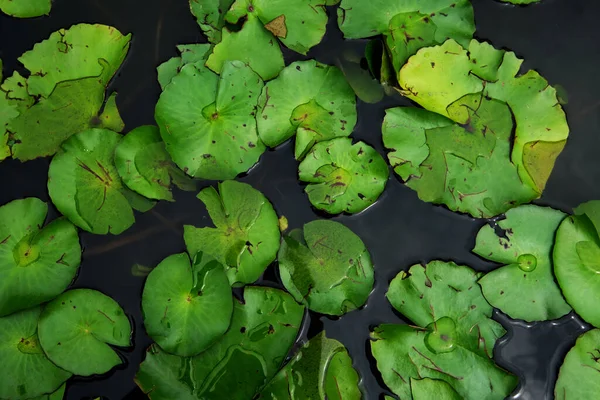 green water lily leaf in green park