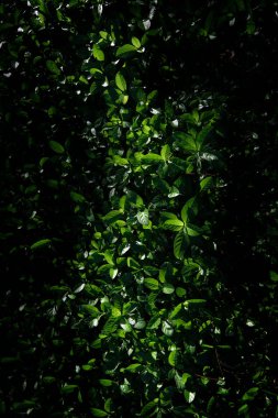 green leaves background and green zone