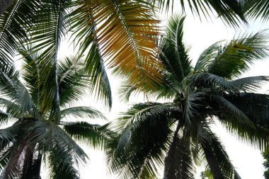  coconut tree in green park