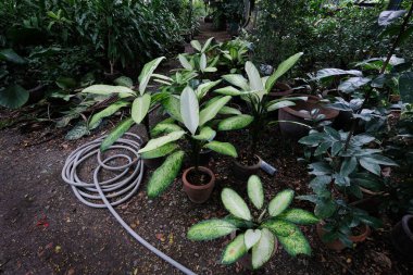 green garden plants on the ground