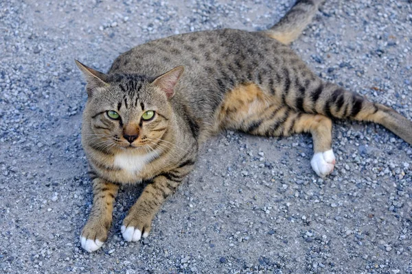 Katze Liegt Auf Dem Boden Park — Stockfoto