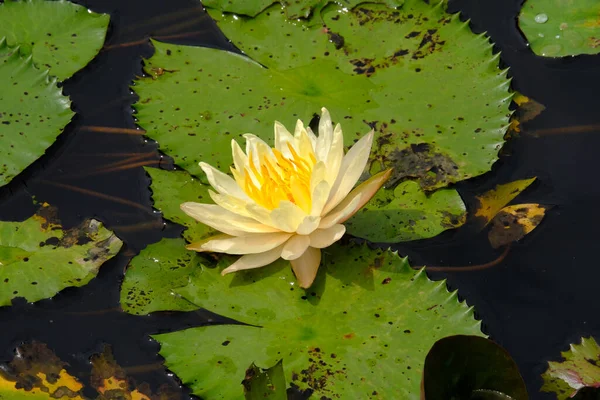 Водяная Лилия Зеленом Саду — стоковое фото