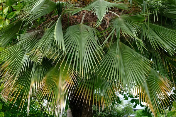 Palmier Dans Scène Coucher Soleil — Photo