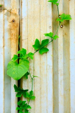 Yeşil parkta sonbahar yaprakları