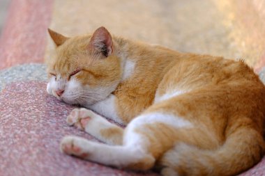 Kedi eski sandalyede uyuyor.