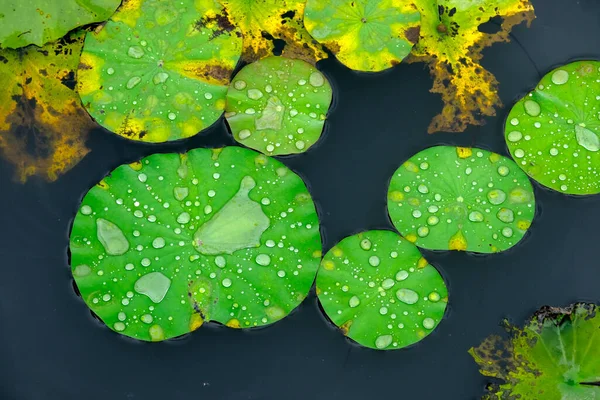 池の睡蓮の葉 — ストック写真