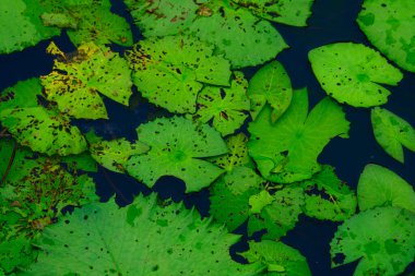 Havuzda su Lily yaprak