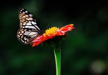 Yeşil parkta bir çiçekte kelebek
