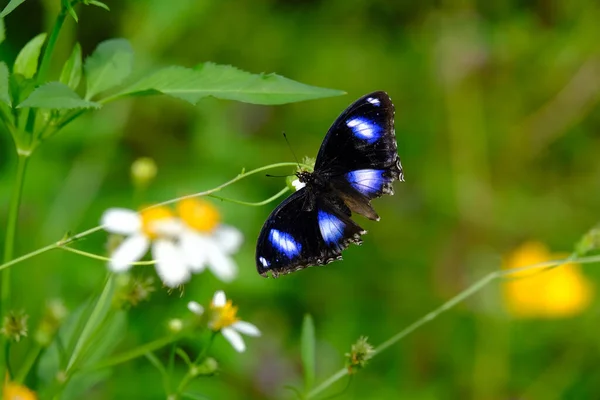 Papillon Sur Une Fleur Dans Parc Vert — Photo