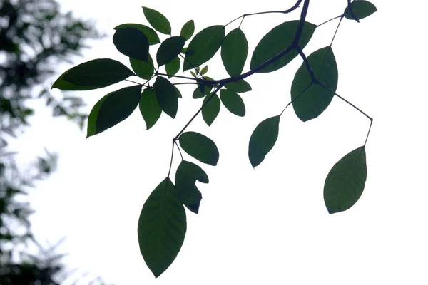 Тень Листьев Зеленом Парке — стоковое фото