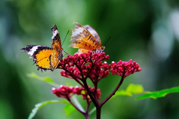 Schmetterling Auf Einer Blume Grünen Park — Stockfoto
