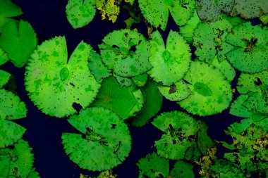 Gölette bir nilüfer yaprağı