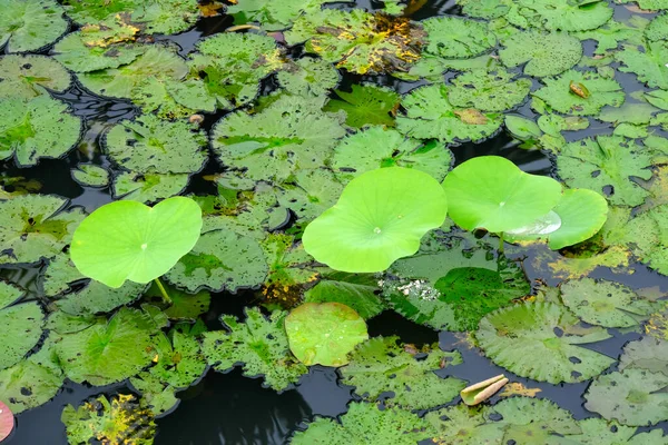 池の蓮の葉 — ストック写真