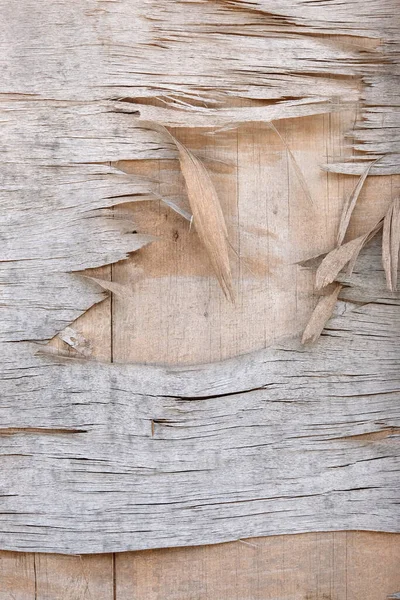 the texture of wood and crack wood