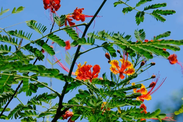 Yeşil parkta kırmızı çiçek