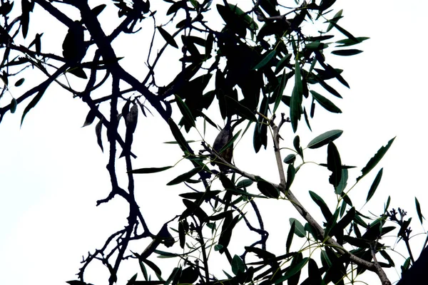 Ombra Foglia Nel Parco Verde — Foto Stock