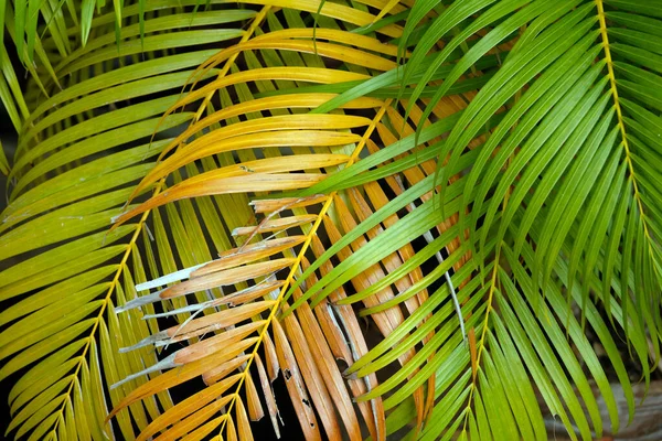 Palmier Dans Parc Vert — Photo