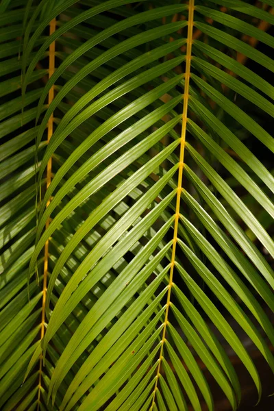 Palmera Parque Verde — Foto de Stock