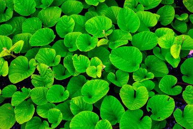 Yeşil parkta yeşil yaprak