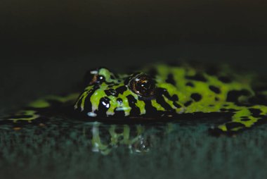Küçük bir su havuzunda tek başına dinlenen ateş göbekli kurbağa (Bombina orientalis). Parlak yeşil, vücudunun her yerinde koyu siyah lekelerle çelişiyor. Durgun su ise mükemmel bir iyileşme sağlıyor.