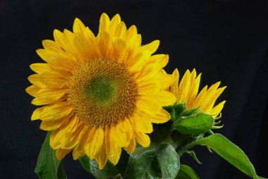 İki parlak sarı ayçiçeği