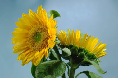 Soluk mavi arka planda bir çift sarı ayçiçeği.