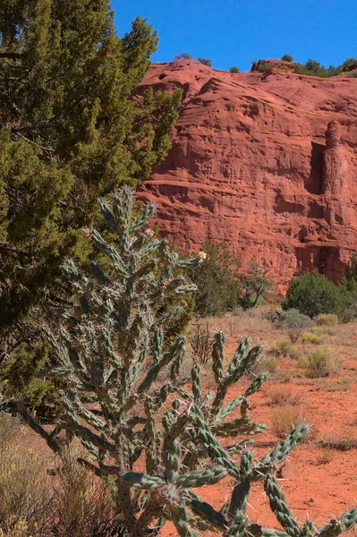 Chola Cactus Grows Red Rock Cliffs Northern New Mexico — стоковое фото