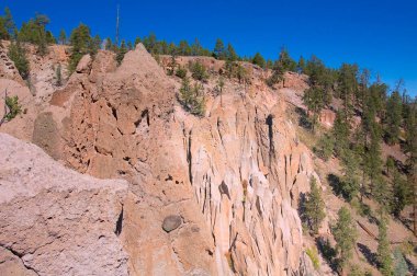 Evergreen ağaçları, New Mexico 'daki SantaFe Ulusal Ormanı' ndaki bir dağın yamacından açık mavi gökyüzünün altında yetişir.