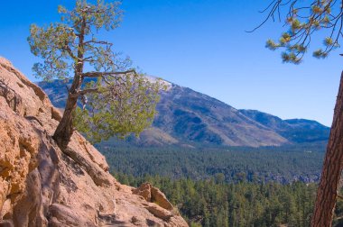 Bir ağaç, New Mexico 'daki SantaFe Ulusal Ormanı' nda bir kayanın yamacına tutunur. Uzakta bir dağ dimdik duruyor ve çevresi yemyeşil ağaçlarla çevrili..