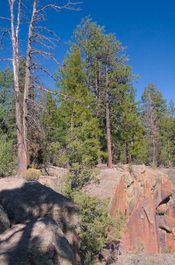 Evergreen ağaçları New Mexico 'daki SantaFe Ulusal Ormanı' nda kayalık bir uçurum oluşturur..
