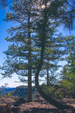 New Mexico 'daki SantaFe Ulusal Ormanı' na bakan bir uçurumun kenarındaki eğri bir çam ağacı güneşe ulaşıyor..
