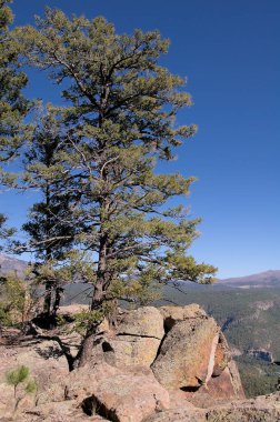 New Mexico 'daki SantaFe Ulusal Ormanı' na bakan bir vadideki kayaların arasındaki çatlaklarda bir çam ağacı yetişiyor. Uzakta bir dağ görülebilir, ve gökyüzü koyu mavi.