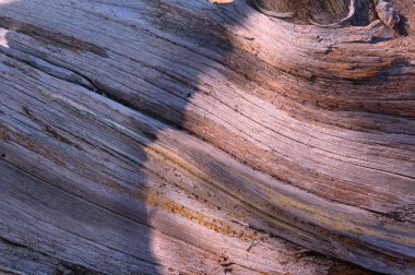 Doku ve ahşap tanecikler, New Mexico 'daki SantaFe Ulusal Ormanı' nda orman zemininde yatan eski bir kütüğü gösteriyor..