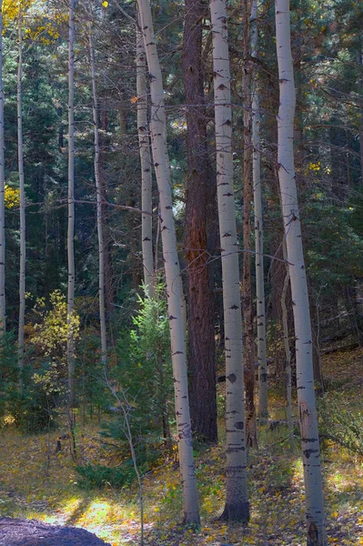 The white trunks of Aspen trees line the edge of an evergreen forest in the SantaFe National Forest in New Mexico.