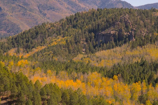 Autumn Aspens Evergreen Trees Cling Hillside Littered Large Boulders Deep — Stock Photo, Image
