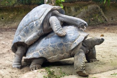 Aile kaplumbağaları