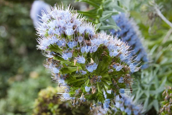 Blumen von Madeira — Stockfoto