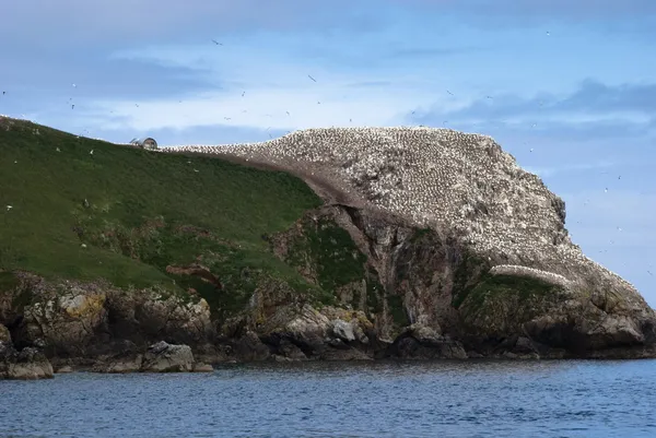 Un sanctuaire d'oiseaux — Photo