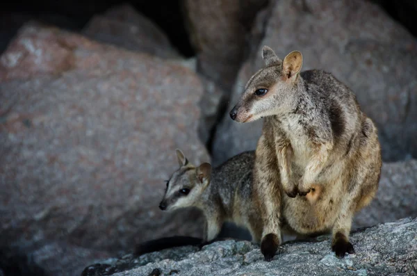 Žluté nohy rock klokan s joey sedí na skále, Austrálie — Stock fotografie