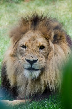 yaralı aslan izleyici bakıyorsun