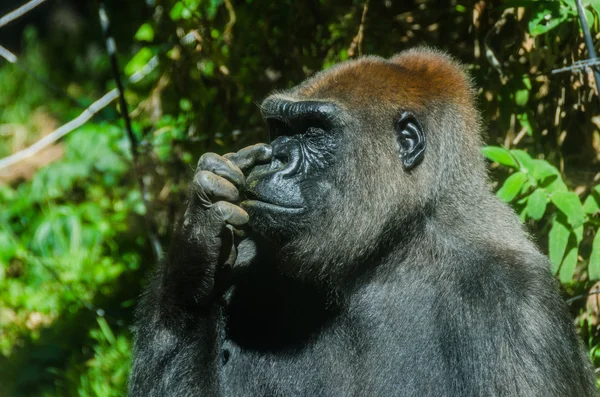 Gorilla picking its nose