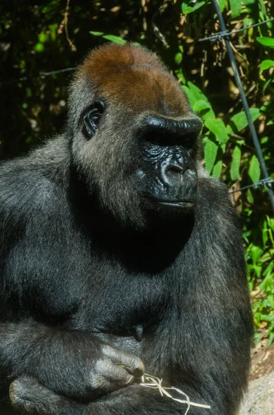 El gorila se sienta al sol — Foto de Stock