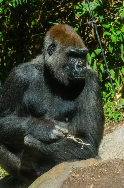 Gorilla sitzt in der Sonne — Stockfoto