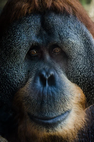 Altes Orang-Utan-Porträt — Stockfoto