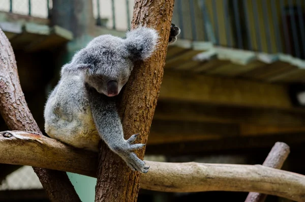 Koala sleeping on a branch — Stock Photo, Image