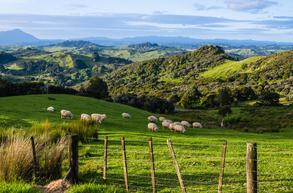 depositphotos_12432402-stock-photo-sheep-eating-grass-on-the.jpg