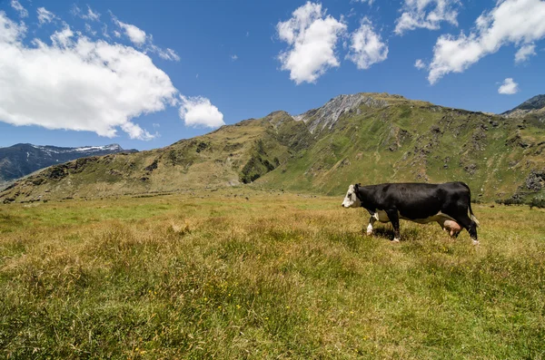 Vaca camina sobre una colina verde con montañas al fondo —  Fotos de Stock