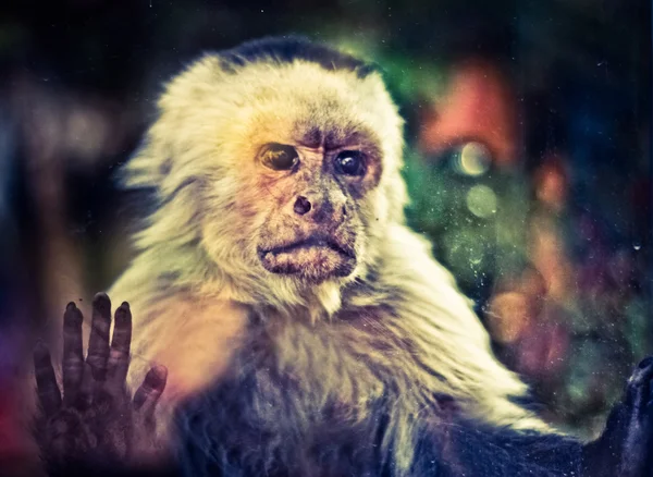 희망 없는 원숭이 — 스톡 사진